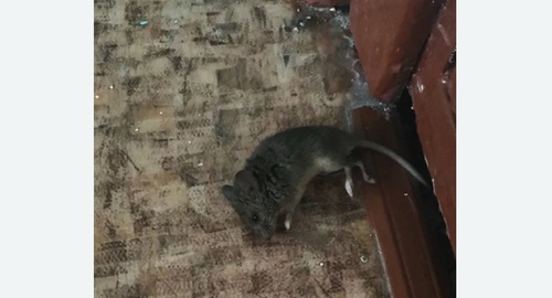 Дезинфекция от мышей в Каменске-Уральском